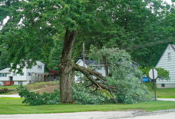 Reliable Ojai, CA Tree Services Solutions