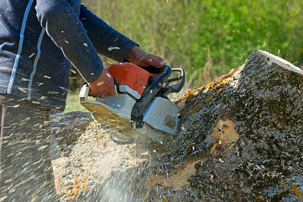 Best Seasonal Cleanup (Spring/Fall)  in Ojai, CA